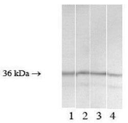 EIF2S1 Polyclonal Antibody, Invitrogen 100 &mu;g; Unconjugated:Antibodies,