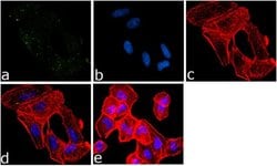 EIF2S1 Polyclonal Antibody, Invitrogen 100 &mu;g; Unconjugated:Antibodies,