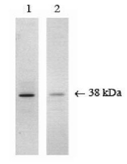 Invitrogen p38 MAPK Polyclonal Antibody 100 &mu;g; Unconjugated:Antibodies,
