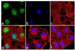 Invitrogen p38 MAPK Polyclonal Antibody 100 &mu;g; Unconjugated:Antibodies,