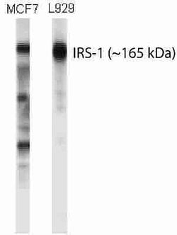 Invitrogen IRS1 Polyclonal Antibody 100 &mu;g; Unconjugated:Antibodies,