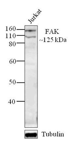 Invitrogen FAK Monoclonal Antibody (34Q36) 100 &mu;g; Unconjugated:Antibodies,