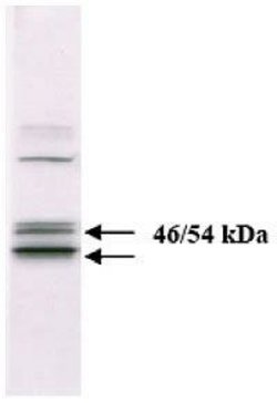 Invitrogen JNK1/JNK2 Monoclonal Antibody (279Q38) 100 &mu;g; Unconjugated:Antibodies,