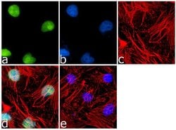 Invitrogen LKB1 Monoclonal Antibody (206R24) 100 &mu;g; Unconjugated:Antibodies,