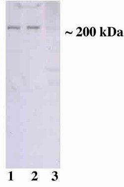 Invitrogen TSC2 Monoclonal Antibody (75R23) 100 &mu;g; Unconjugated:Antibodies,