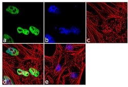 Invitrogen Histone H3 Monoclonal Antibody (865R2) 100 &mu;g; Unconjugated:Antibodies,