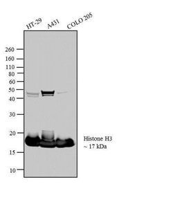 Invitrogen Histone H3 Monoclonal Antibody (865R2) 100 &mu;g; Unconjugated:Antibodies,