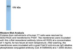 Invitrogen RET Monoclonal Antibody (421R25) 100 &mu;g; Unconjugated:Antibodies,