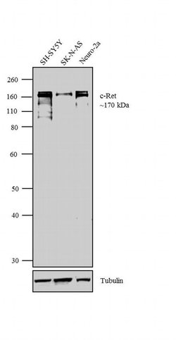 Invitrogen RET Monoclonal Antibody (421R25) 100 &mu;g; Unconjugated:Antibodies,