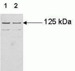 Invitrogen JAK3 Monoclonal Antibody (515R6) 100 &mu;g; Unconjugated:Antibodies,