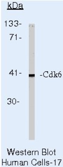 CDK6 Monoclonal Antibody (K6.83 (DCS-83)), Invitrogen 500 &mu;L; Unconjugated:Antibodies,
