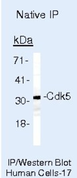 CDK5 Monoclonal Antibody (DC34), Invitrogen 500 &mu;L; Unconjugated:Antibodies,
