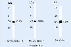 CDK5 Monoclonal Antibody (DC34), Invitrogen 500 &mu;L; Unconjugated:Antibodies,