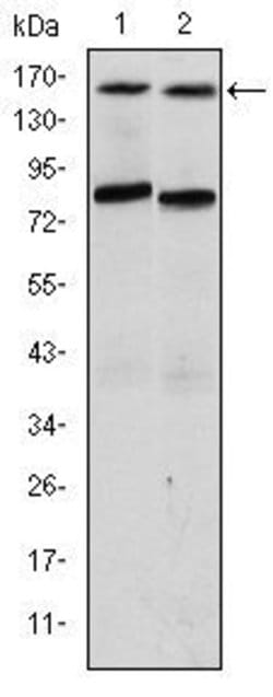 Invitrogen SRC3 Monoclonal Antibody (5H3) 100 &mu;L; Unconjugated:Antibodies,