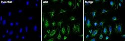Invitrogen AID Monoclonal Antibody (1AID-2E11) 50 &mu;L; Unconjugated:Antibodies,