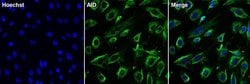 Invitrogen AID Monoclonal Antibody (1AID-2E11) 50 &mu;L; Unconjugated:Antibodies,