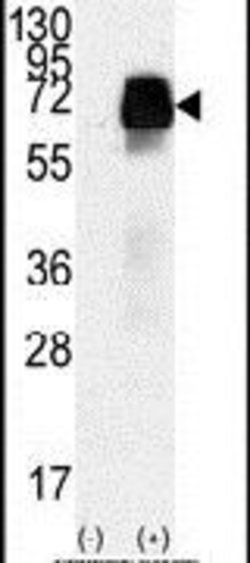 AMHR2 Rabbit anti-Human, Polyclonal, Invitrogen 400 &mu;L; Unconjugated:Antibodies,