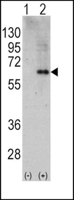 AMPK alpha-2 Rabbit anti-Human, Polyclonal, Invitrogen 400 &mu;L; Unconjugated:Antibodies,