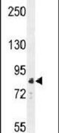 APC5 Rabbit anti-Human, Polyclonal, Invitrogen 400 &mu;L; Unconjugated:Antibodies,