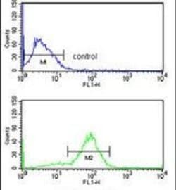 ANO7 Rabbit anti-Human, Polyclonal, Invitrogen 400 &mu;L; Unconjugated:Antibodies,