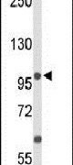 ANO7 Rabbit anti-Human, Polyclonal, Invitrogen 400 &mu;L; Unconjugated:Antibodies,