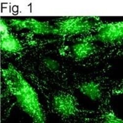 Invitrogen alpha Adaptin Monoclonal Antibody (AC1-M11) 500 &mu;L; Unconjugated:Antibodies,