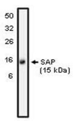 Invitrogen SH2D1A Polyclonal Antibody 100 &mu;g; Unconjugated:Antibodies,