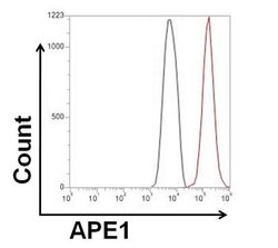 Invitrogen APE1 Monoclonal Antibody (13B 8E5C2) 100 &mu;L; Unconjugated:Antibodies,