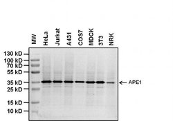 Invitrogen APE1 Monoclonal Antibody (13B 8E5C2) 100 &mu;L; Unconjugated:Antibodies,