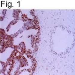 Invitrogen APE1 Monoclonal Antibody (13B 8E5C2) 100 &mu;L; Unconjugated:Antibodies,