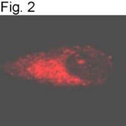 Invitrogen APH1 Polyclonal Antibody 100 &mu;g; Unconjugated:Antibodies,
