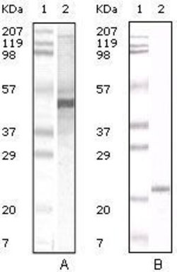 Invitrogen Apolipoprotein A5 Monoclonal Antibody (2G1H11, 1F1E8) 100 &mu;L;