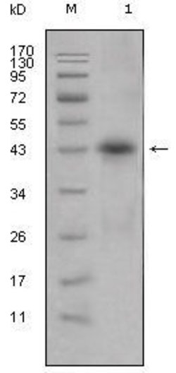 Invitrogen Apolipoprotein L1 Monoclonal Antibody (1D4) 100 &mu;L; Unconjugated:Antibodies,