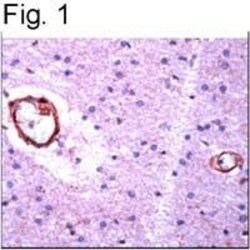beta Amyloid Rabbit anti-Human, Polyclonal, Invitrogen 1 mL; Unconjugated:Antibodies,