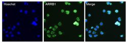 Invitrogen™ beta Arrestin 1 Monoclonal Antibody (4E11B1)