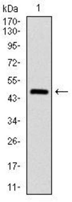 Invitrogen ASS1 Monoclonal Antibody (2B10) 100 &mu;g; Unconjugated:Antibodies,
