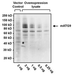 Invitrogen ATG9A Monoclonal Antibody (14F2 8B1) 100 &mu;g; Unconjugated:Antibodies,