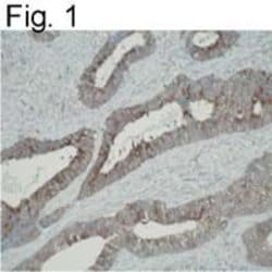 Invitrogen ATIC Monoclonal Antibody (F38 P7 H9) 100 &mu;g; Unconjugated:Antibodies,