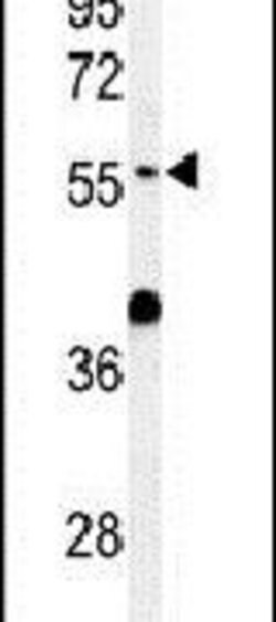 ATL3 Rabbit anti-Hamster, Human, Mouse, Polyclonal, Invitrogen 400 &mu;L;