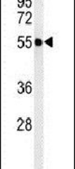 ATL3 Rabbit anti-Hamster, Human, Mouse, Polyclonal, Invitrogen 400 &mu;L;