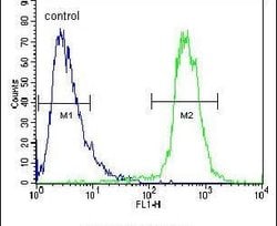 ATP13A3 Rabbit anti-Human, Polyclonal, Invitrogen 400 &mu;L; Unconjugated:Antibodies,