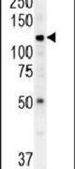 ATP13A3 Rabbit anti-Human, Polyclonal, Invitrogen 400 &mu;L; Unconjugated:Antibodies,