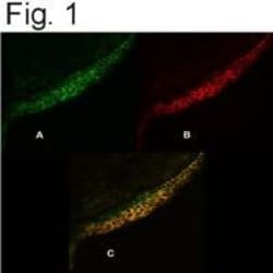 Invitrogen PMCA4 ATPase Monoclonal Antibody (JA9) 100 &mu;g; Unconjugated:Antibodies,