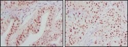 Invitrogen ATP2C1 Monoclonal Antibody (4G12) 100 &mu;L; Unconjugated:Antibodies,
