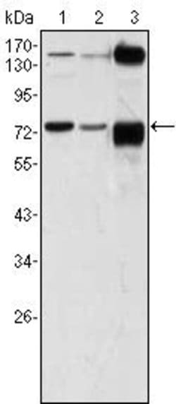 Invitrogen ATP2C1 Monoclonal Antibody (4G12) 100 &mu;L; Unconjugated:Antibodies,