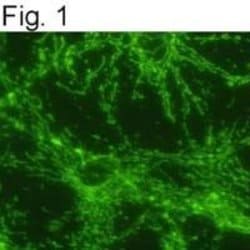 Invitrogen ATP Synthase beta Monoclonal Antibody (4.3E8.D10) 100 &mu;g;