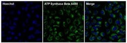 ATP Synthase beta Monoclonal Antibody (4.3E8.D10), Alexa Fluor™ 488, Invitrogen™