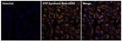 ATP Synthase beta Monoclonal Antibody (4.3E8.D10), Alexa Fluor™ 555, Invitrogen™