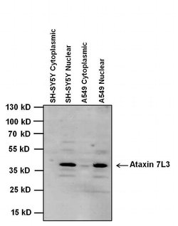 Invitrogen ATXN7L3 Monoclonal Antibody (2ATX-2B1) 50 &mu;L; Unconjugated:Antibodies,