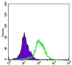 Invitrogen Aurora A Monoclonal Antibody (1F8) 100 &mu;L; Unconjugated:Antibodies,